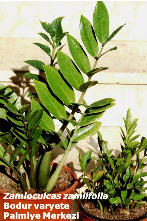 ../uploads/03012016145339/Zamioculcas zamiifolia ve bodur varyete.jpg